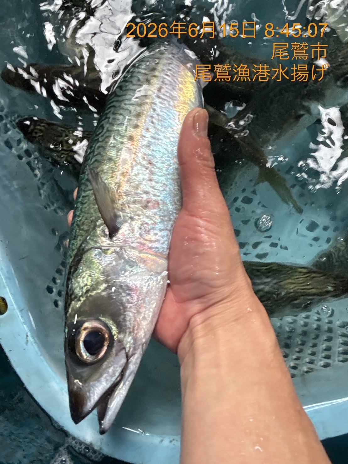 （活〆神経抜き）ゴマサバ　約６００ｇ～８００ｇ　１尾　三重県尾鷲港