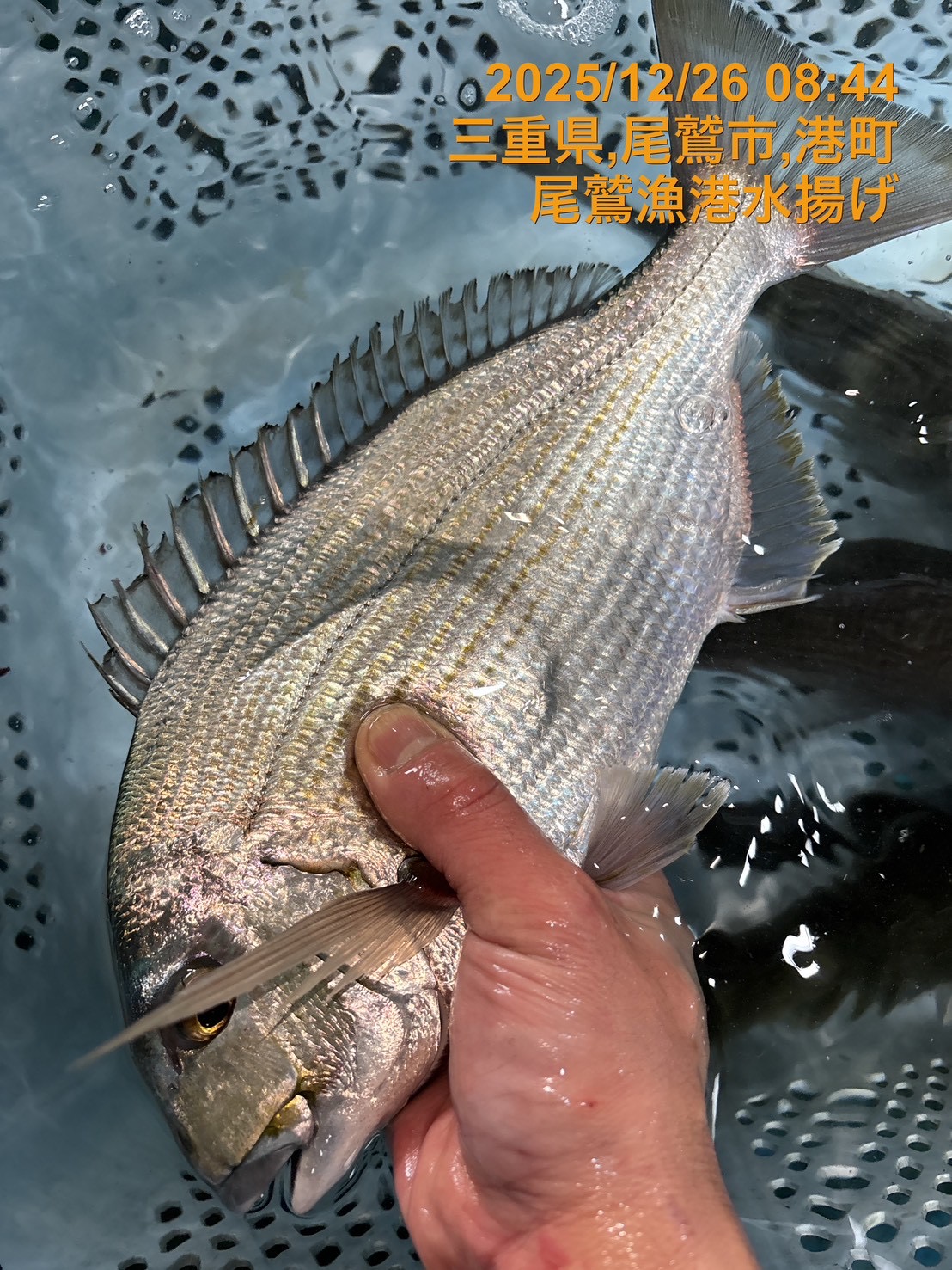 （活〆神経抜き）ヘダイ　約１ｋｇ～１．３ｋｇ　１尾　三重県尾鷲港