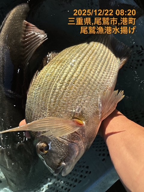 （活〆神経抜き）ヘダイ　約１．４ｋｇ～１．６ｋｇ　１尾　三重県尾鷲港