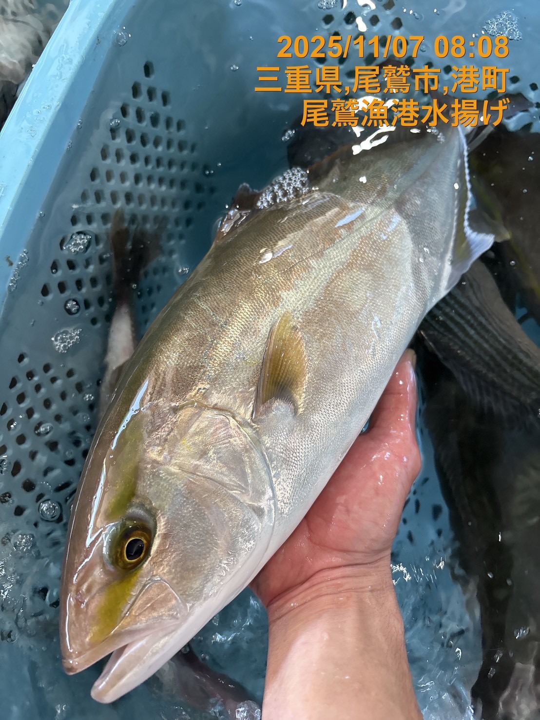 （活〆神経抜き）天然カンパチ（シオ）　約１．４ｋｇ～１．６ｋｇ　１尾　三重県尾鷲港