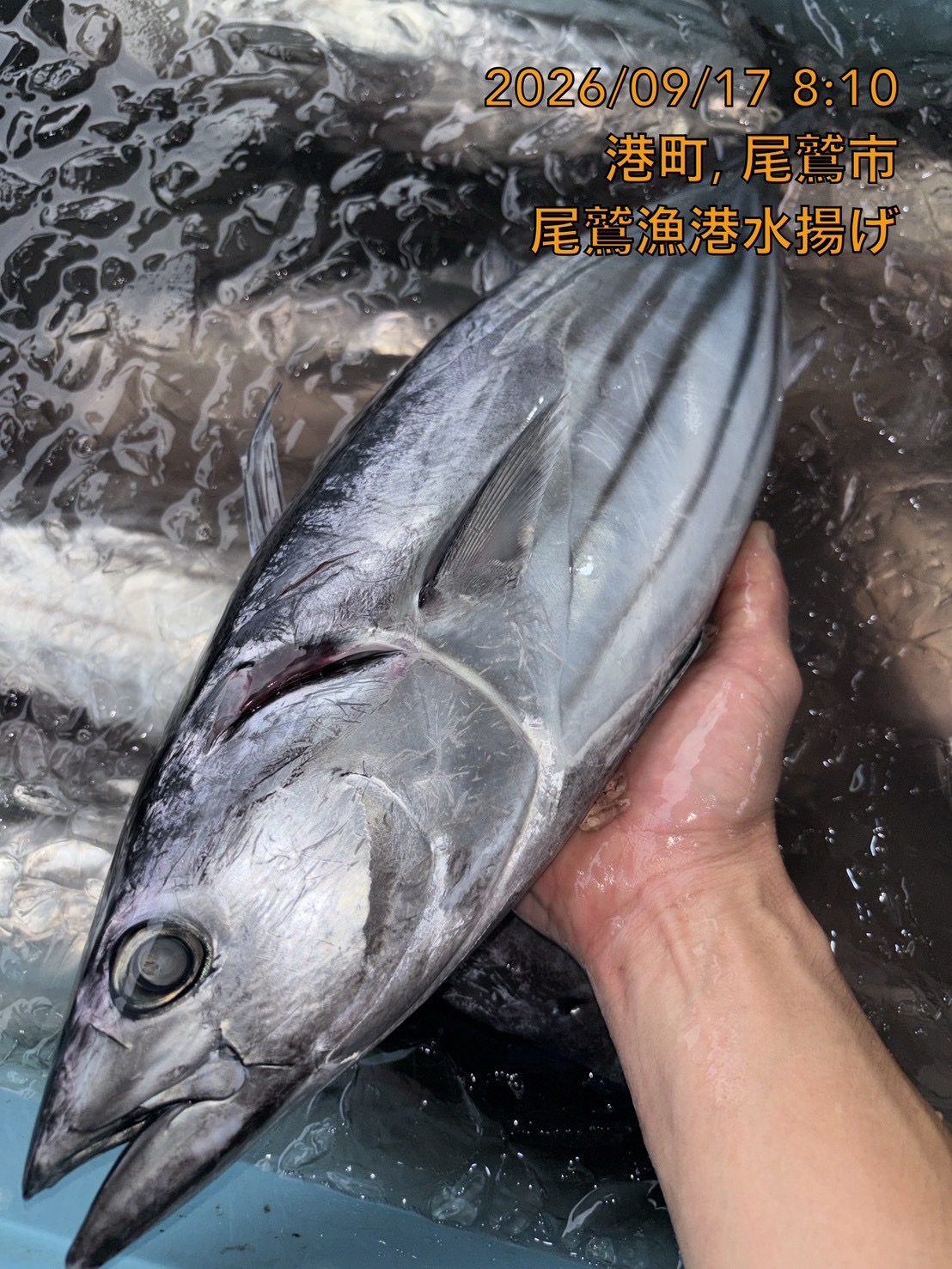 カツオ　約２．５ｋｇ～３ｋｇ　１尾　三重県尾鷲港
