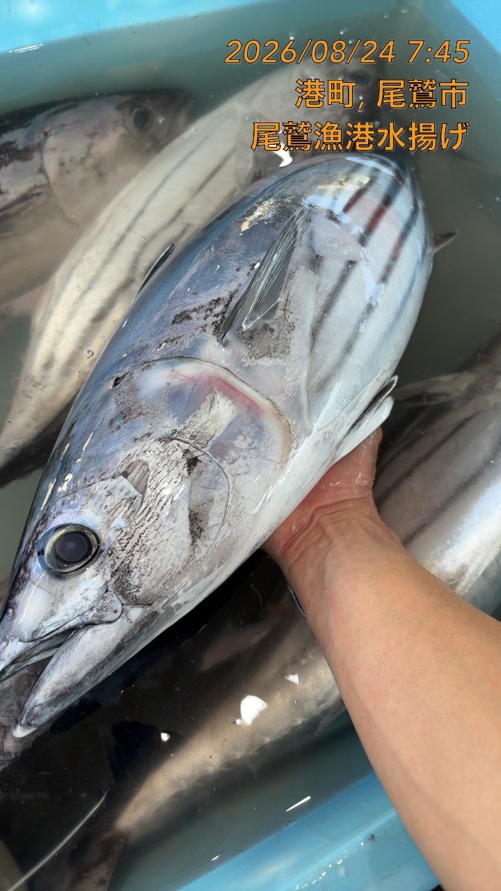 カツオ　約３．５ｋｇ～４ｋｇ　１尾　三重県尾鷲港