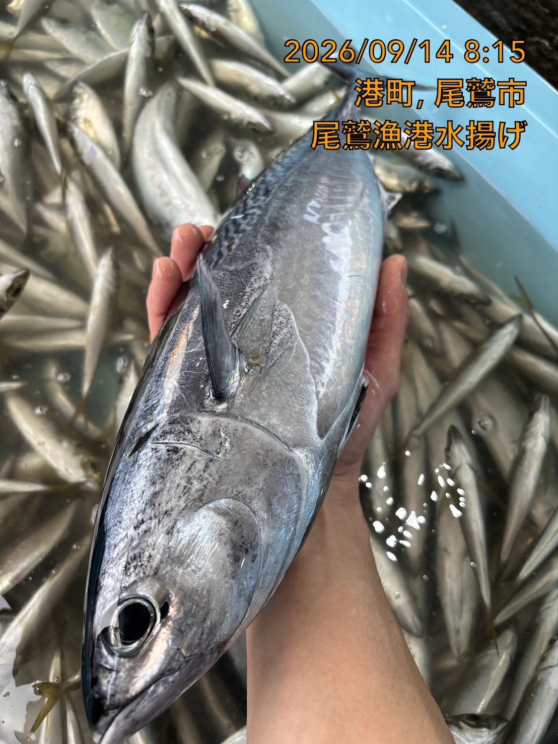 ソマ（ヒラソウダ）　約１ｋｇ～１．２ｋｇ　１尾　三重県尾鷲港