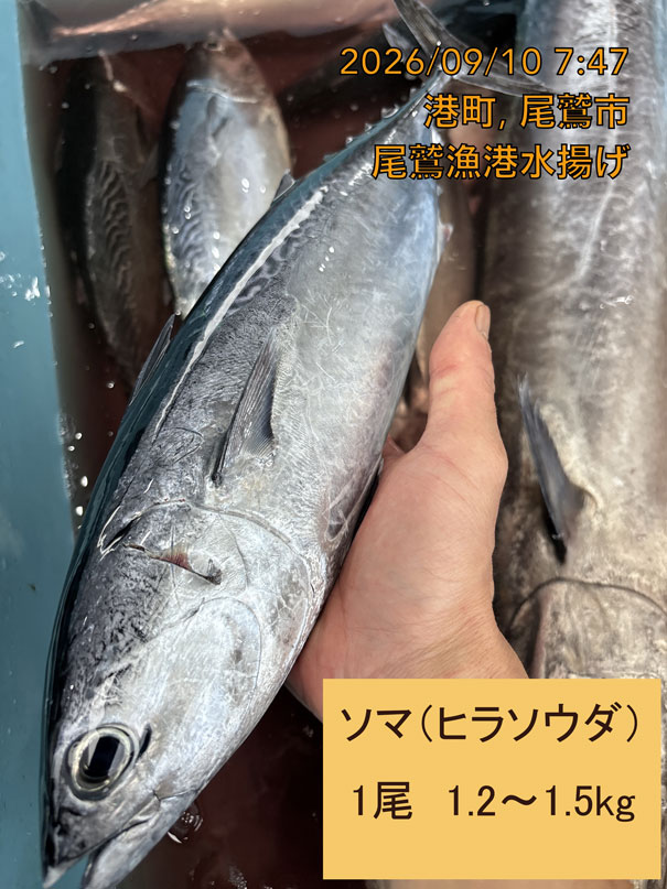 ソマ（ヒラソウダ）　約１．２ｋｇ～１．５ｋｇ　１尾　三重県尾鷲港