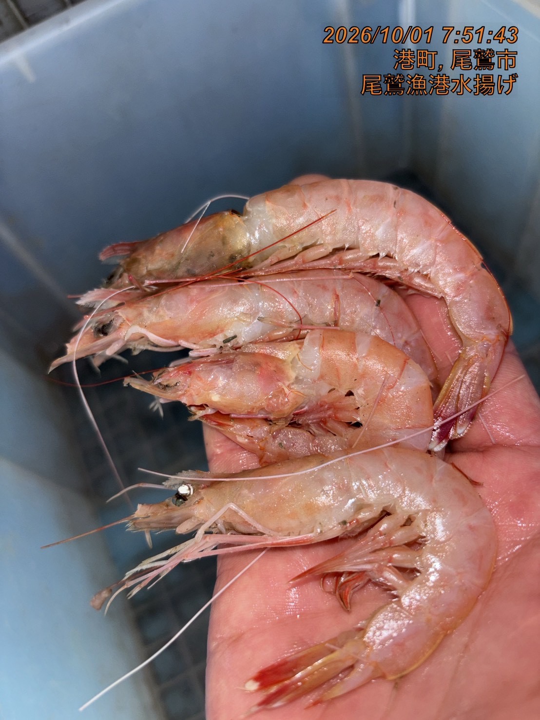 ガスエビ（ヒゲナガエビ）（底曳き）　５００ｇ　１セット　三重県尾鷲港