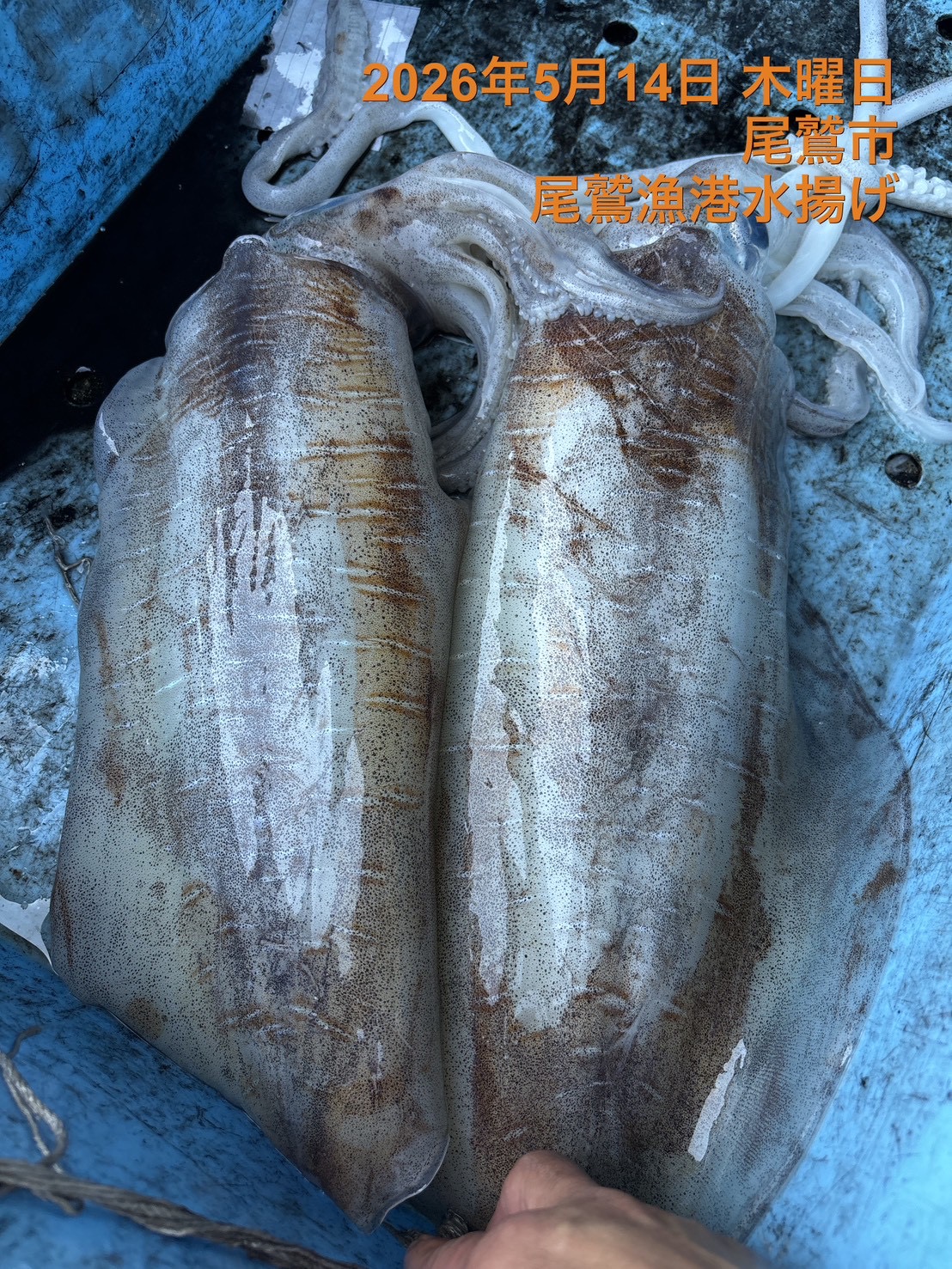 アオリイカ　大　約１．９ｋｇ～２．２ｋｇ　１杯　三重県尾鷲港