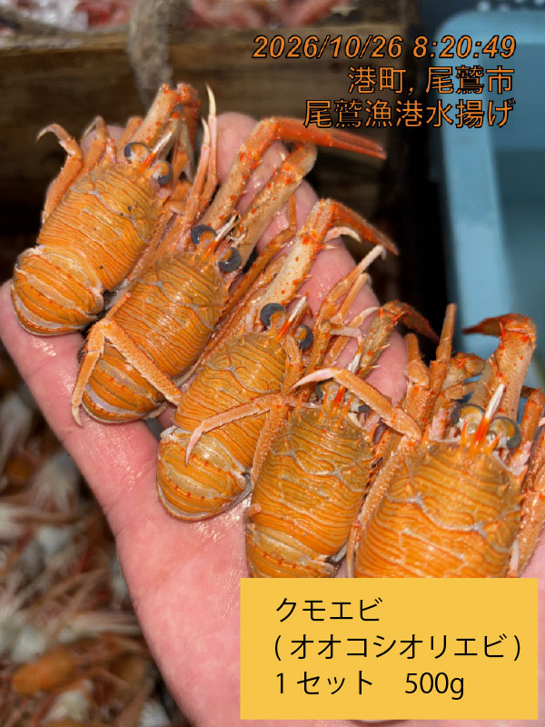 クモエビ（オオコシオリエビ）　中　５００ｇ　１セット　三重県尾鷲港