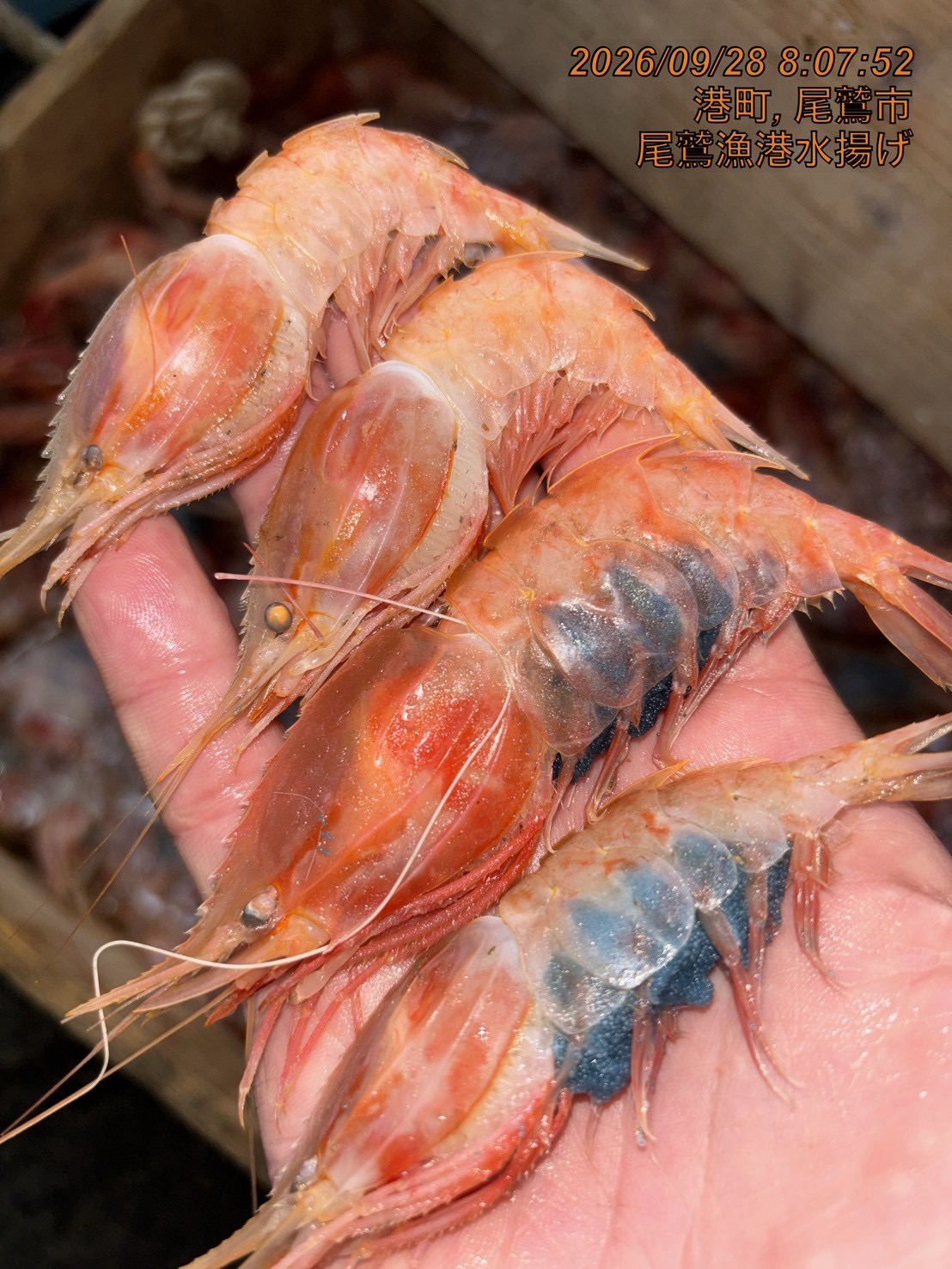 オニエビ（ミノエビ）　５００ｇ　１セット　三重県尾鷲港