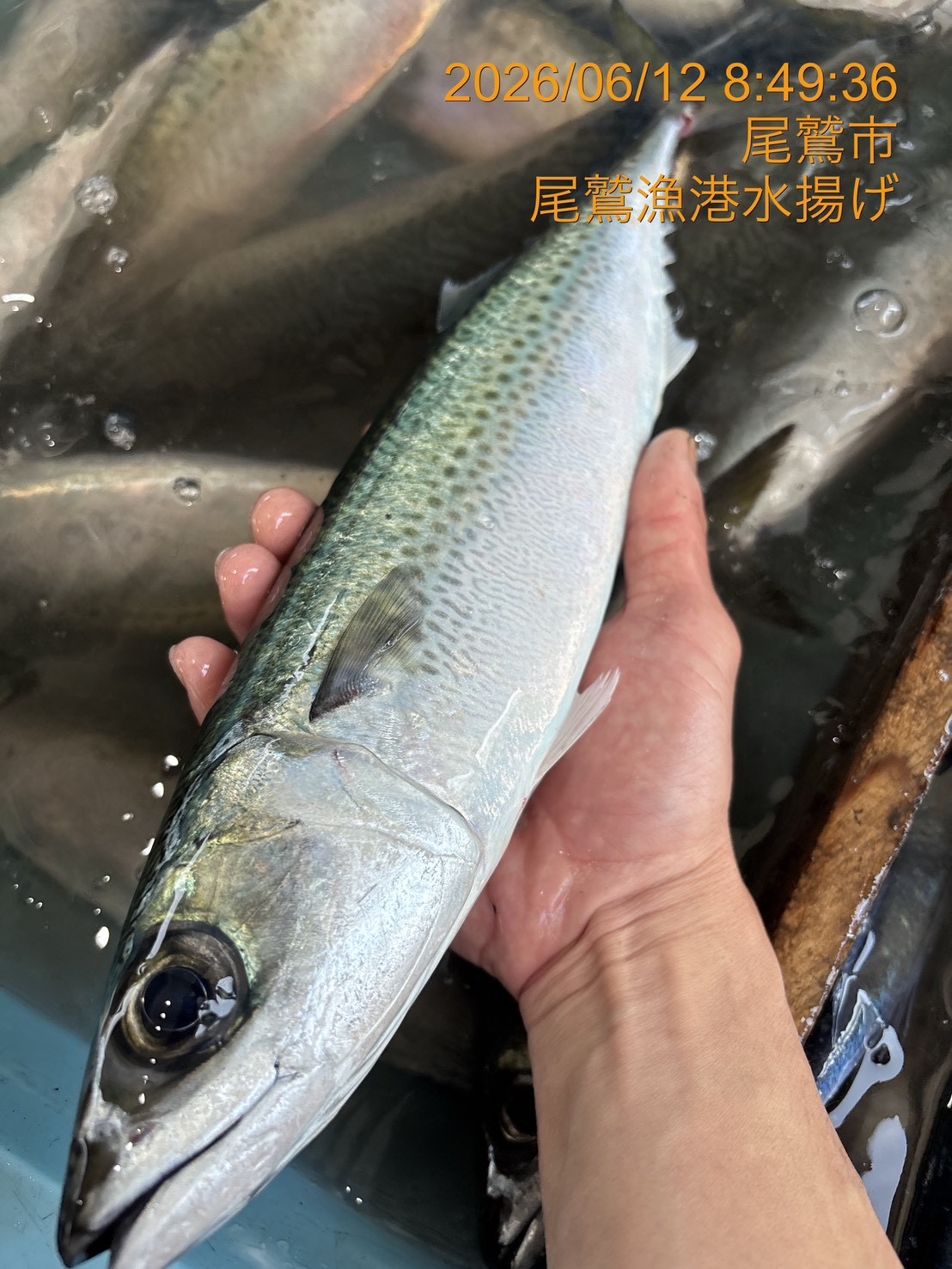 ゴマサバ　約７００ｇ～８００ｇ　１尾　三重県尾鷲港