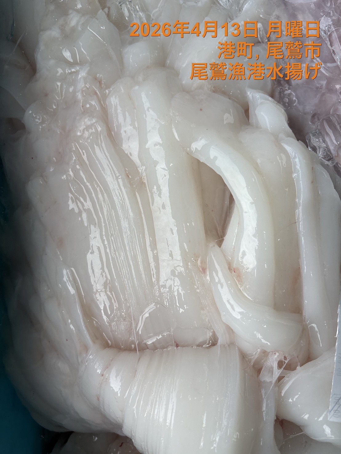 マンボウ　正肉　５００ｇ　１セット　三重県尾鷲港