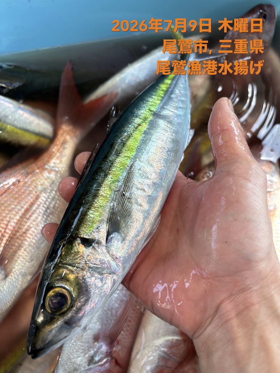 キンムロアジ　約４００～６００ｇ　１尾　三重県尾鷲港