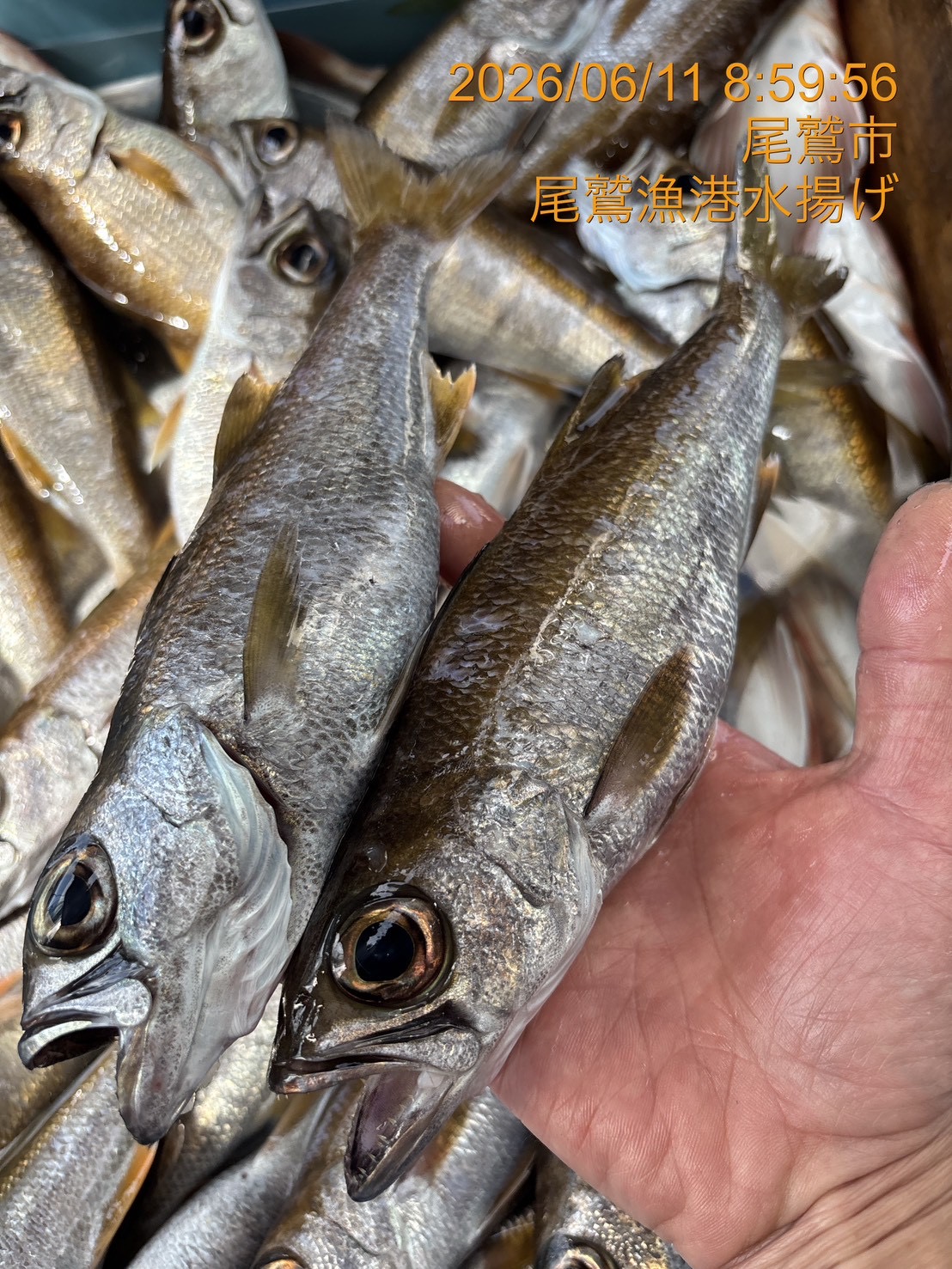 クロムツ（底曳き）　約２００ｇ～２５０ｇ　１尾　三重県尾鷲港