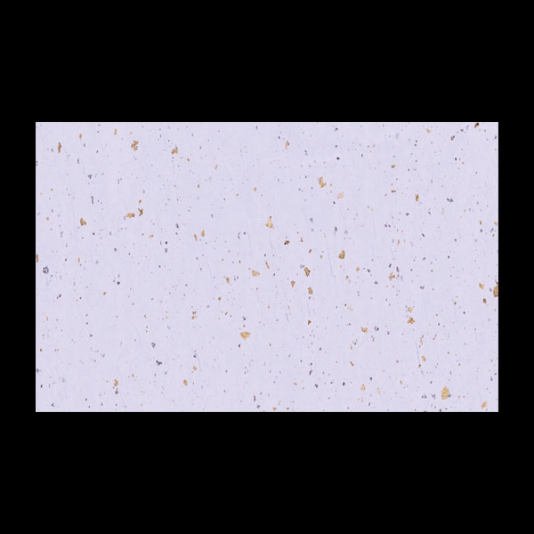テーブルマット尺３＃３０３　天の川（紫）　１００枚入