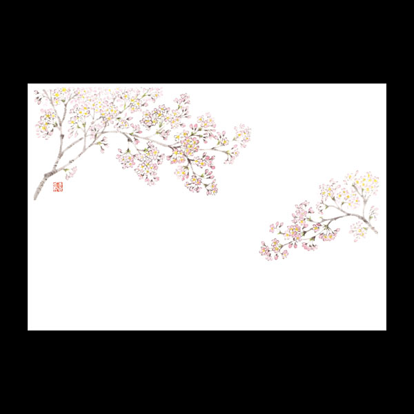 テーブルマット尺５＃１２５９　桜　１００枚入