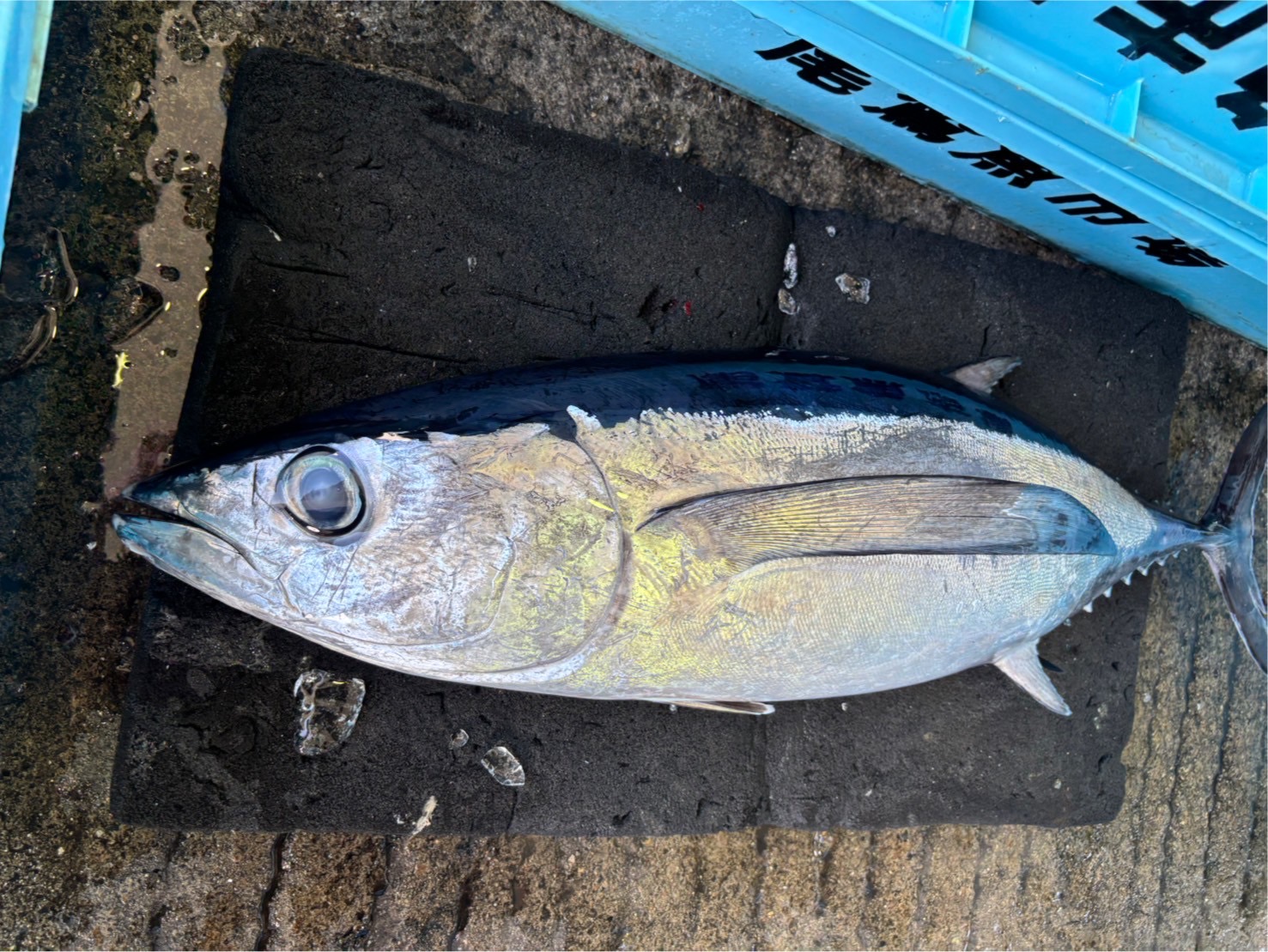 ビンチョウマグロ　約７～８ｋｇ　１尾　三重県尾鷲港