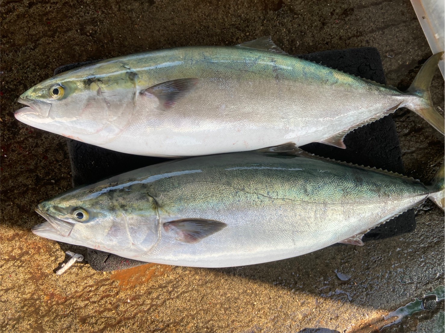 （活〆神経抜き）天然ブリ　約８ｋｇ～９ｋｇ　１尾　三重県尾鷲港