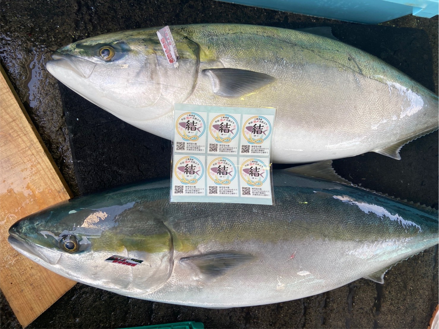 （船上活〆）天然ブリ「結」　約９ｋｇ～１０ｋｇ　１尾　三重県尾鷲港