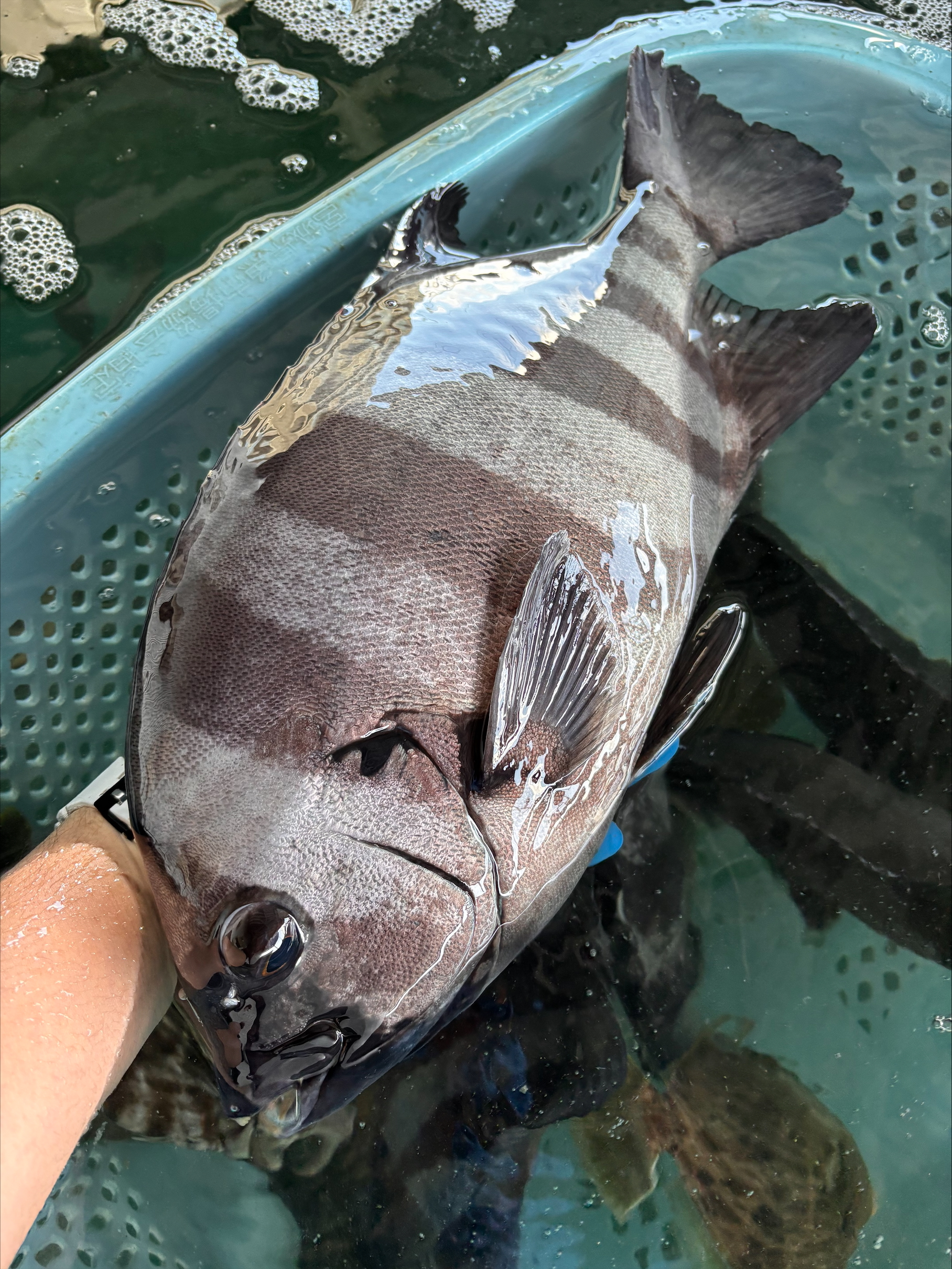 （活〆神経抜き）イシダイ　約１．４ｋｇ～１．６ｋｇ　１尾　三重県尾鷲港