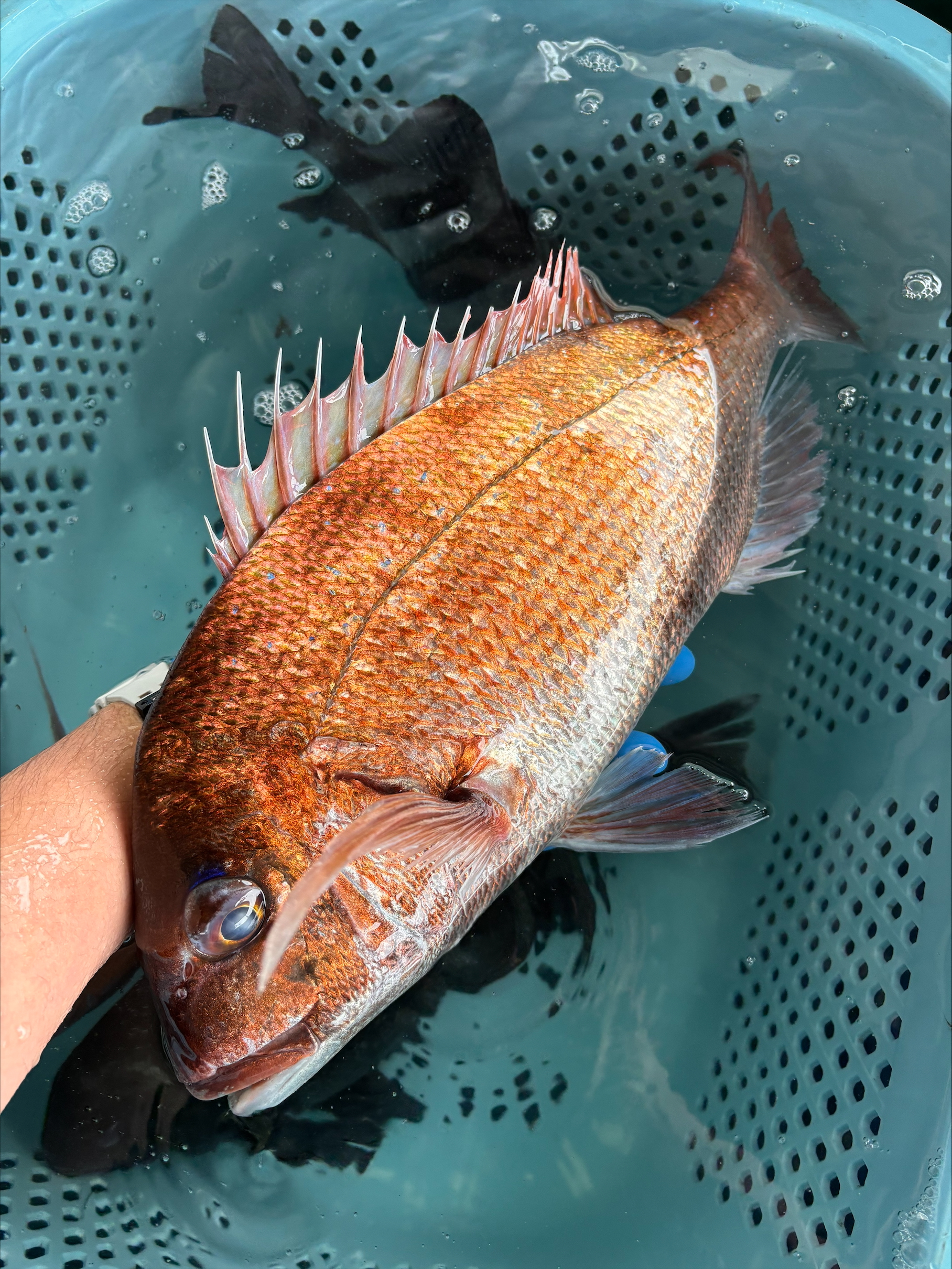 （活〆神経抜き）天然真鯛　約１．３ｋｇ～１．５ｋｇ　１尾　三重県尾鷲港