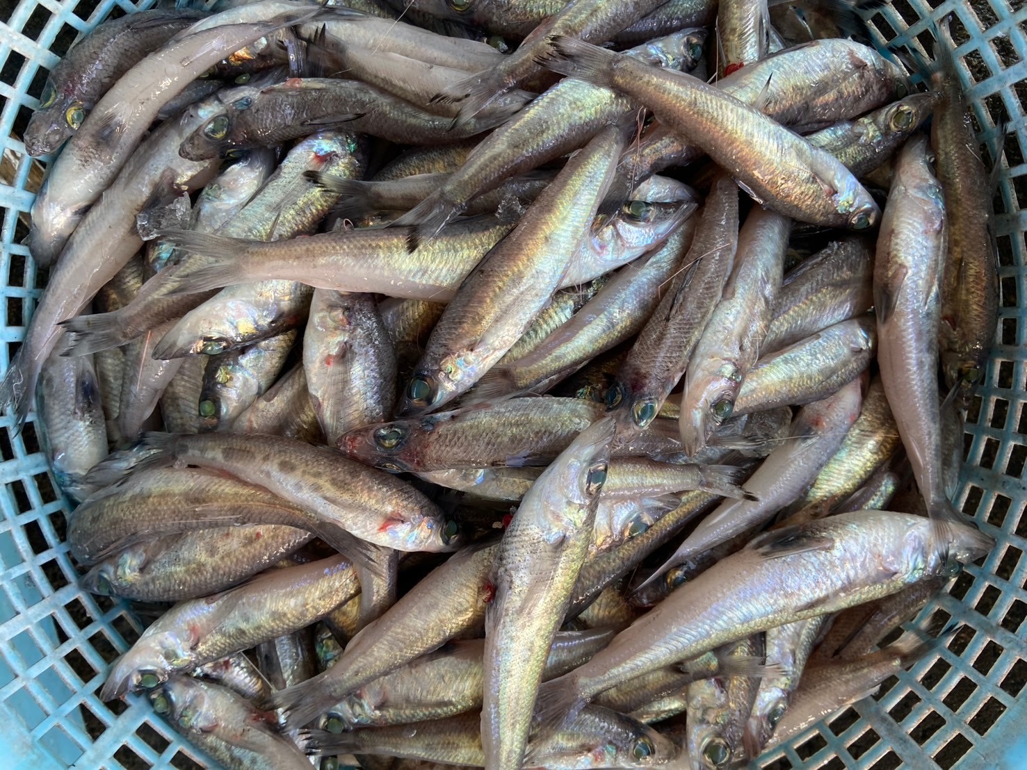 トモメヒカリ（底曳き）　大　５００ｇ　１セット　三重県尾鷲港