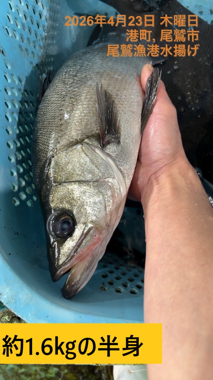（活〆）（半身）ヒラスズキ　魚体約１．５ｋｇ～１．７ｋｇ物　三重尾鷲港