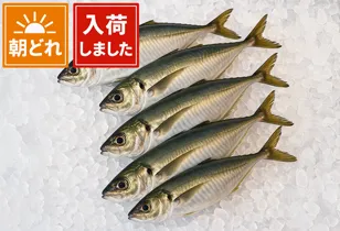 アジ