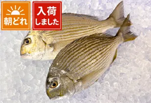 ヘダイ