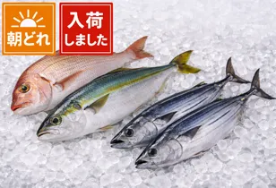 尾鷲地魚