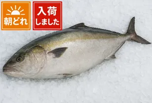 カンパチ