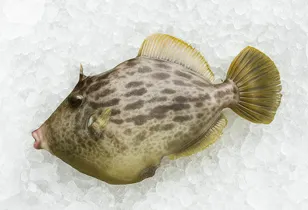 カワハギ