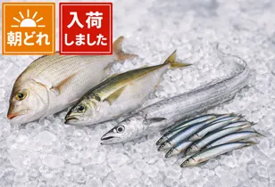 尾鷲地魚（お値打ち）