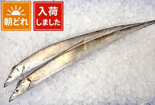 タチウオ
