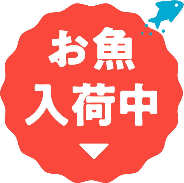 お魚入荷中